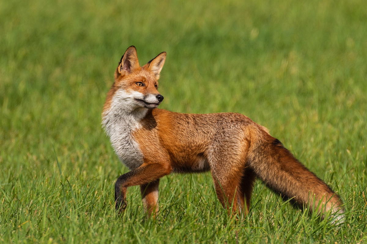 Fuchs so nah wie noch nie