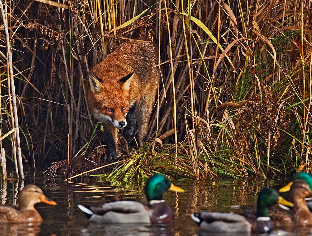 Fuchs + Stockenten