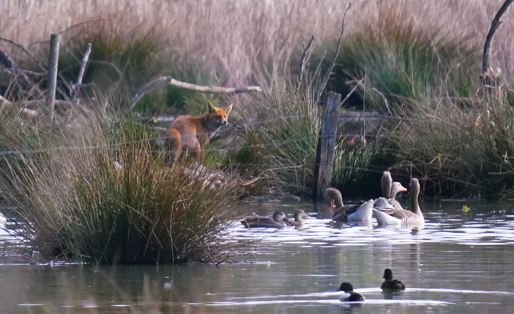 Fuchs sucht Frühstück