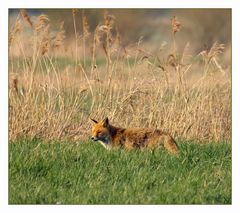 Fuchs sucht sein Abendbrot. -1-