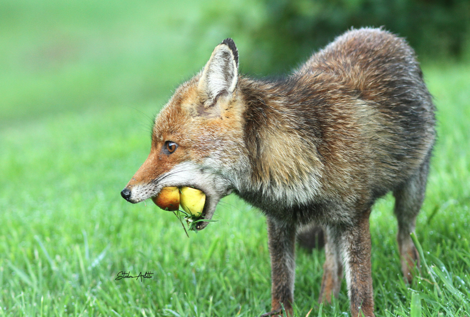 Fuchs täglischer Besuch