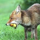 Fuchs täglischer Besuch