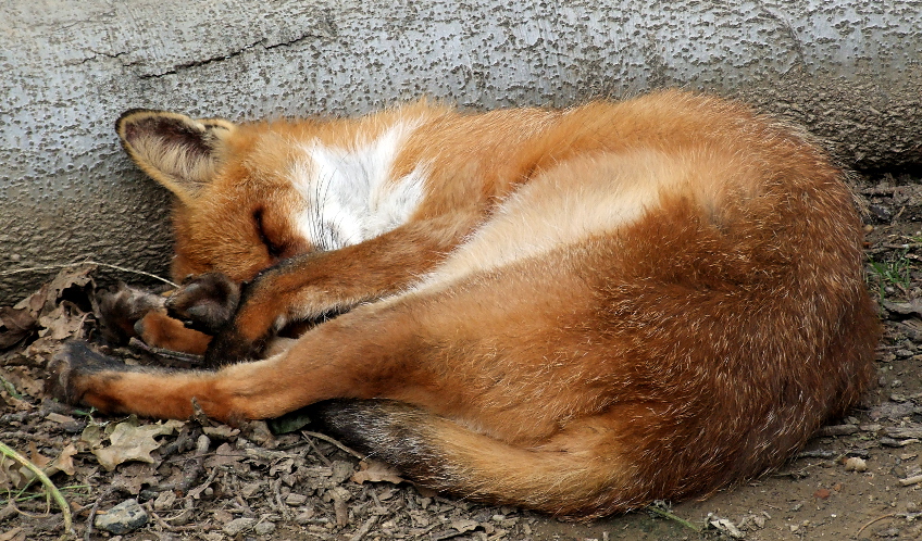 Fuchs - Tiergarten Mönchengladbach