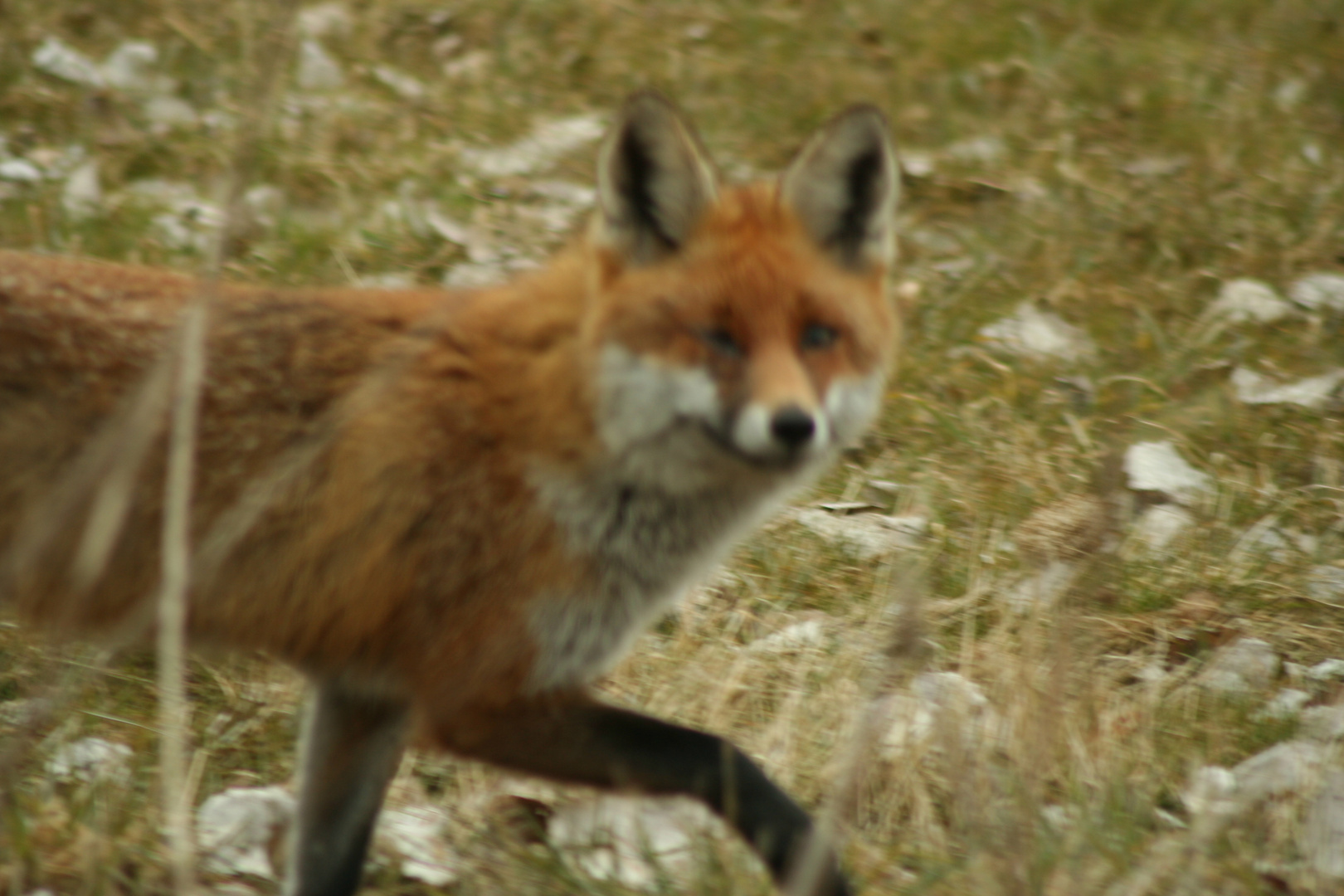 Fuchs total entspannt