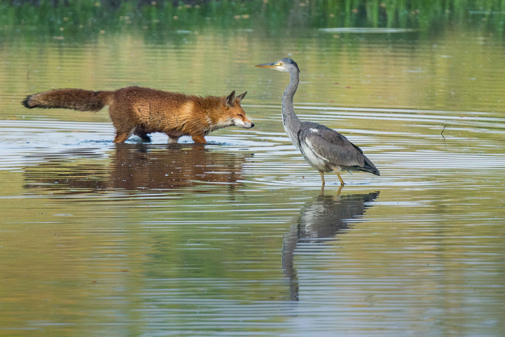 Fuchs trifft Reiher