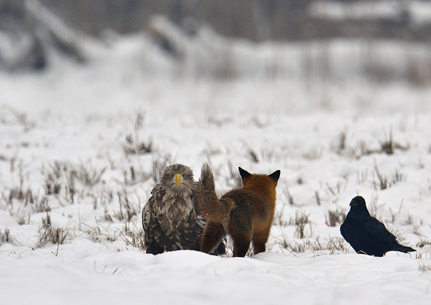 Fuchs trifft Seeadler