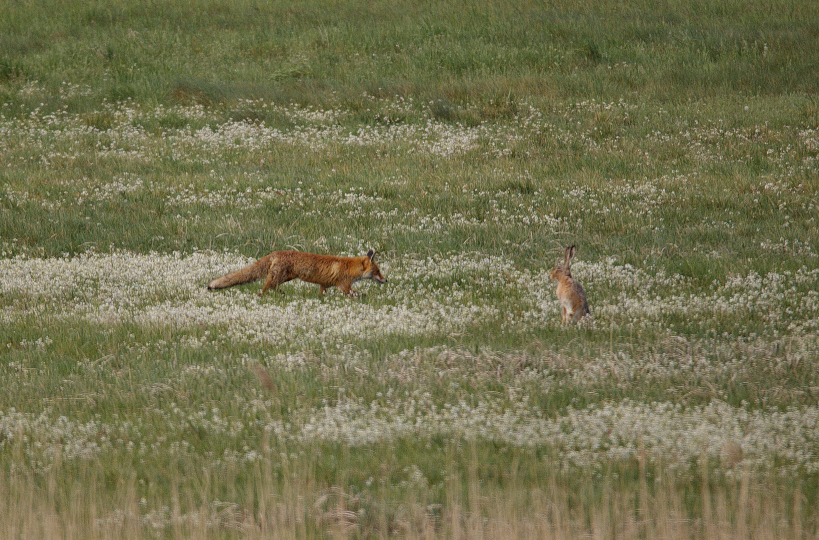 Fuchs u. Hase