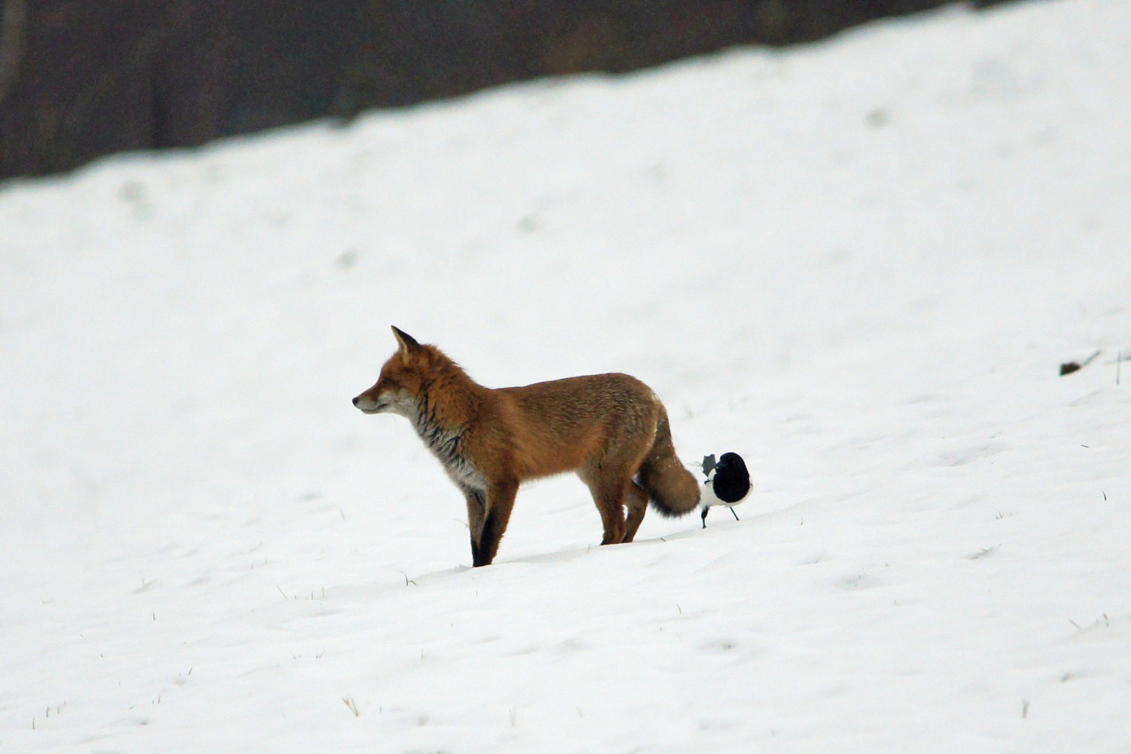 Fuchs und Elster 3