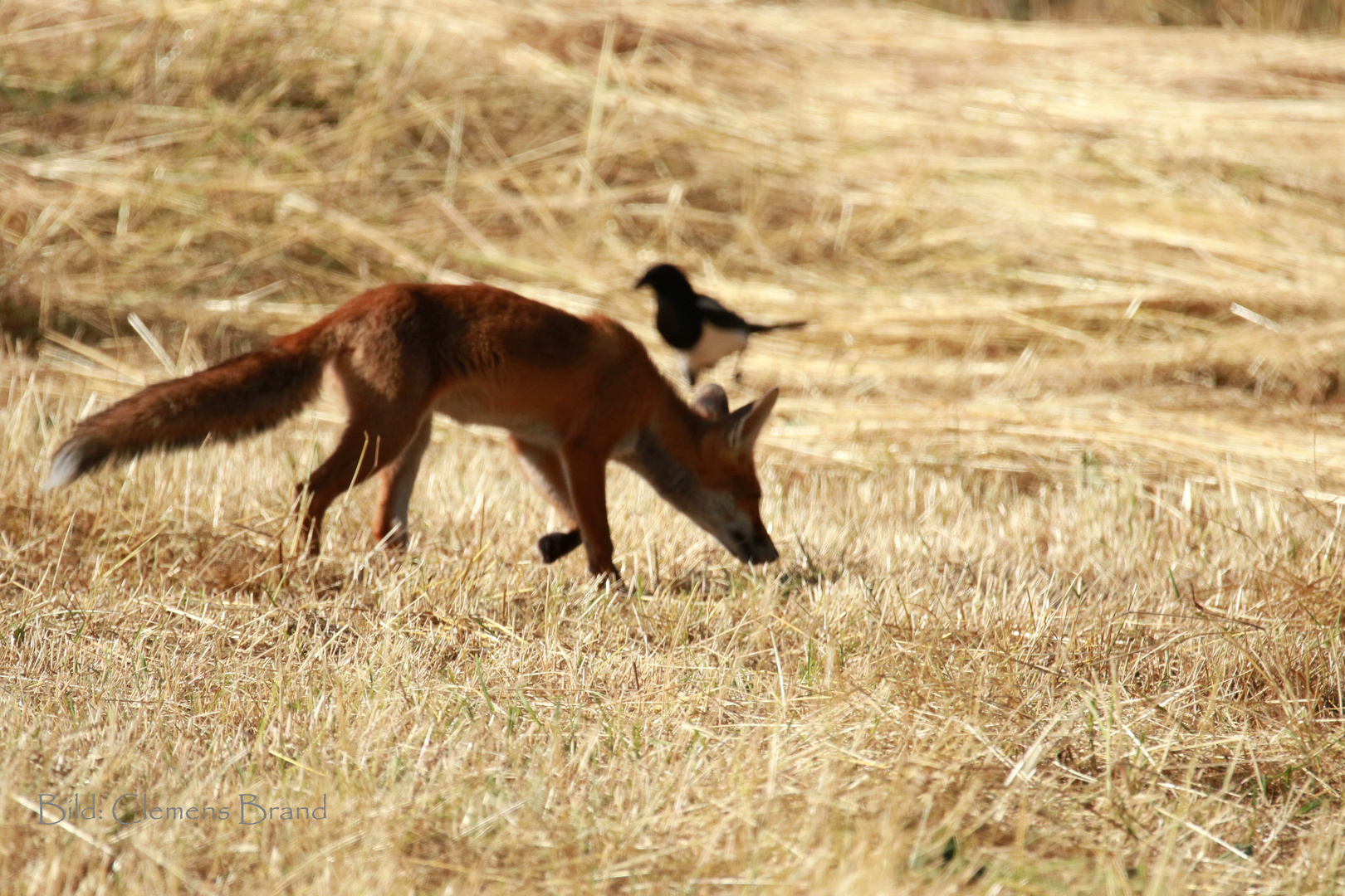 Fuchs und Elster auf Nahrungssuche 