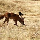 Fuchs und Elster auf Nahrungssuche 