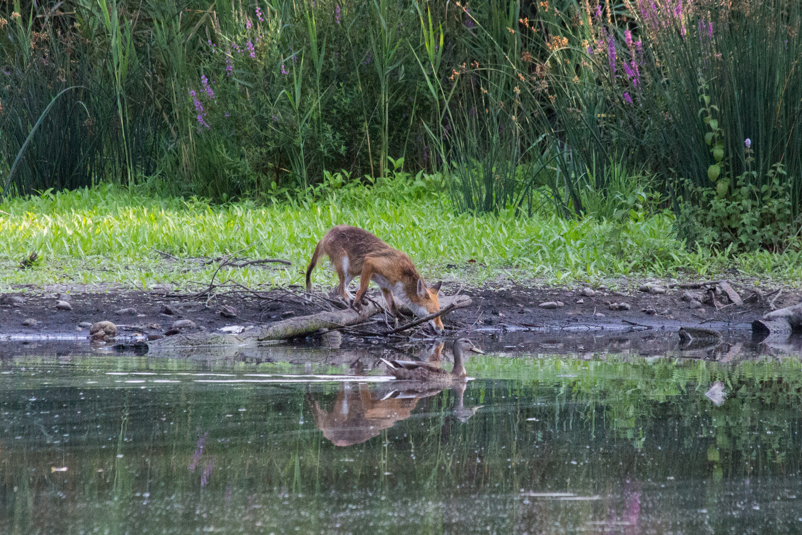 Fuchs und Ente