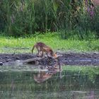 Fuchs und Ente