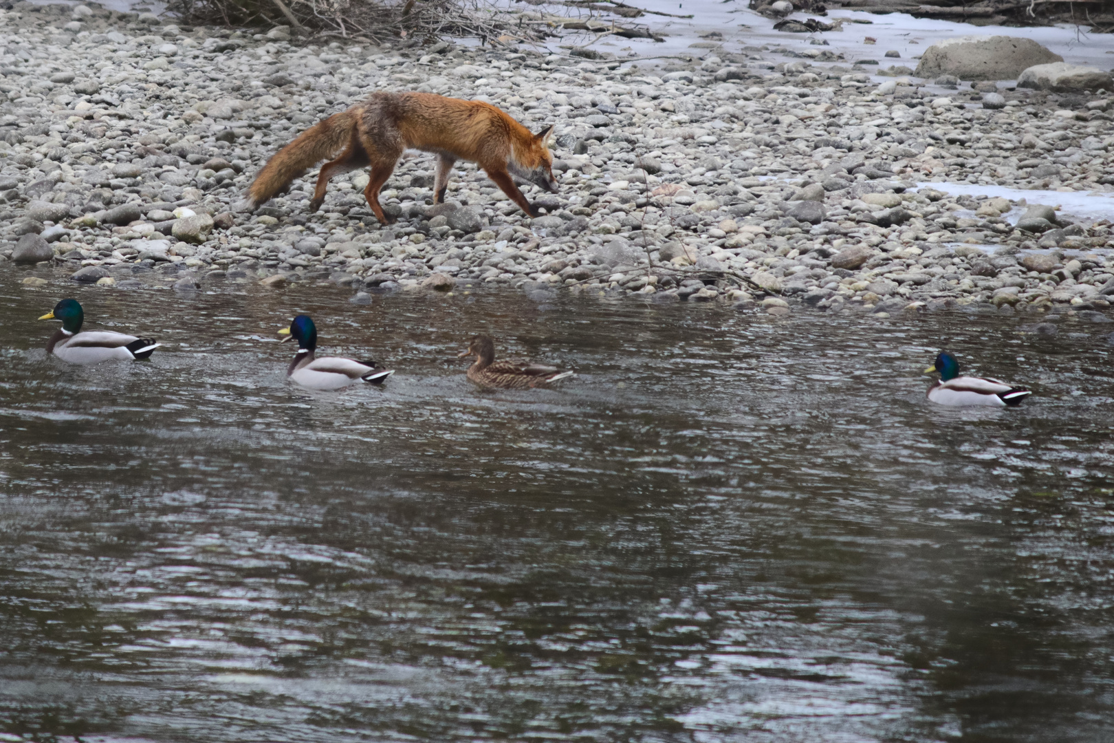 Fuchs und Enten