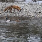 Fuchs und Enten