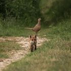 Fuchs und Fasan  -Doku-
