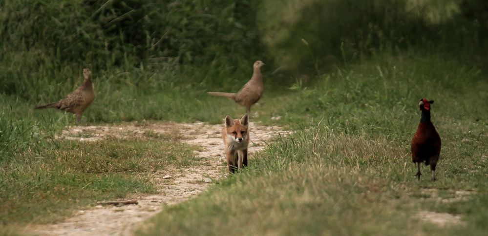 Fuchs und Fasan  -Doku-