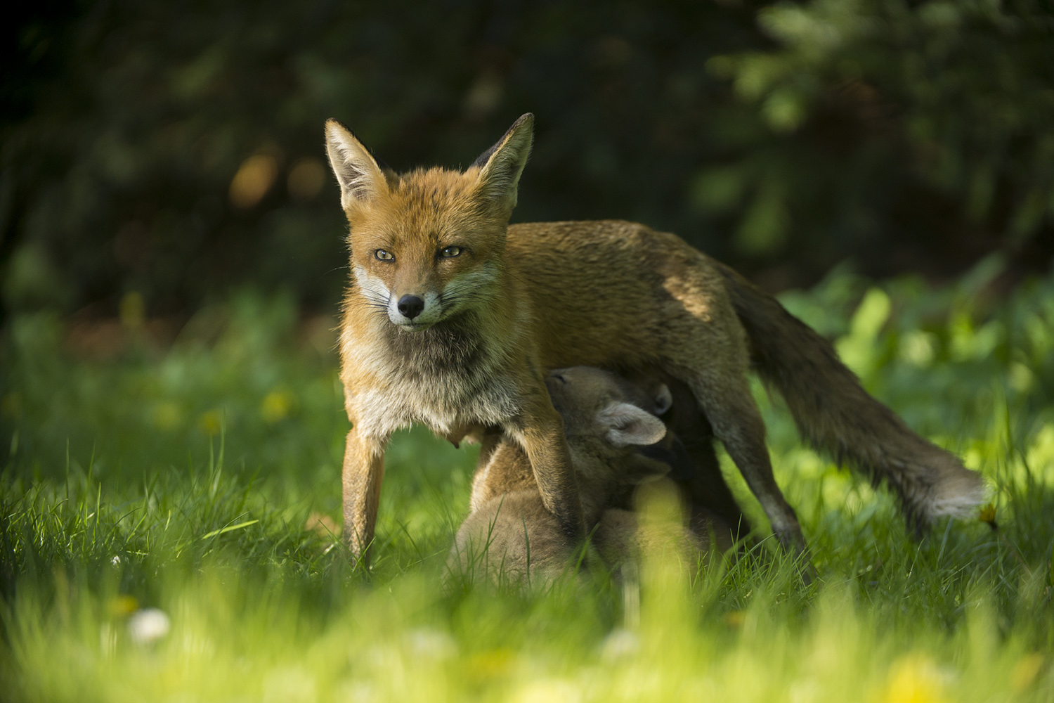 Fuchs und Füchse