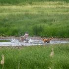 Fuchs und Gans.