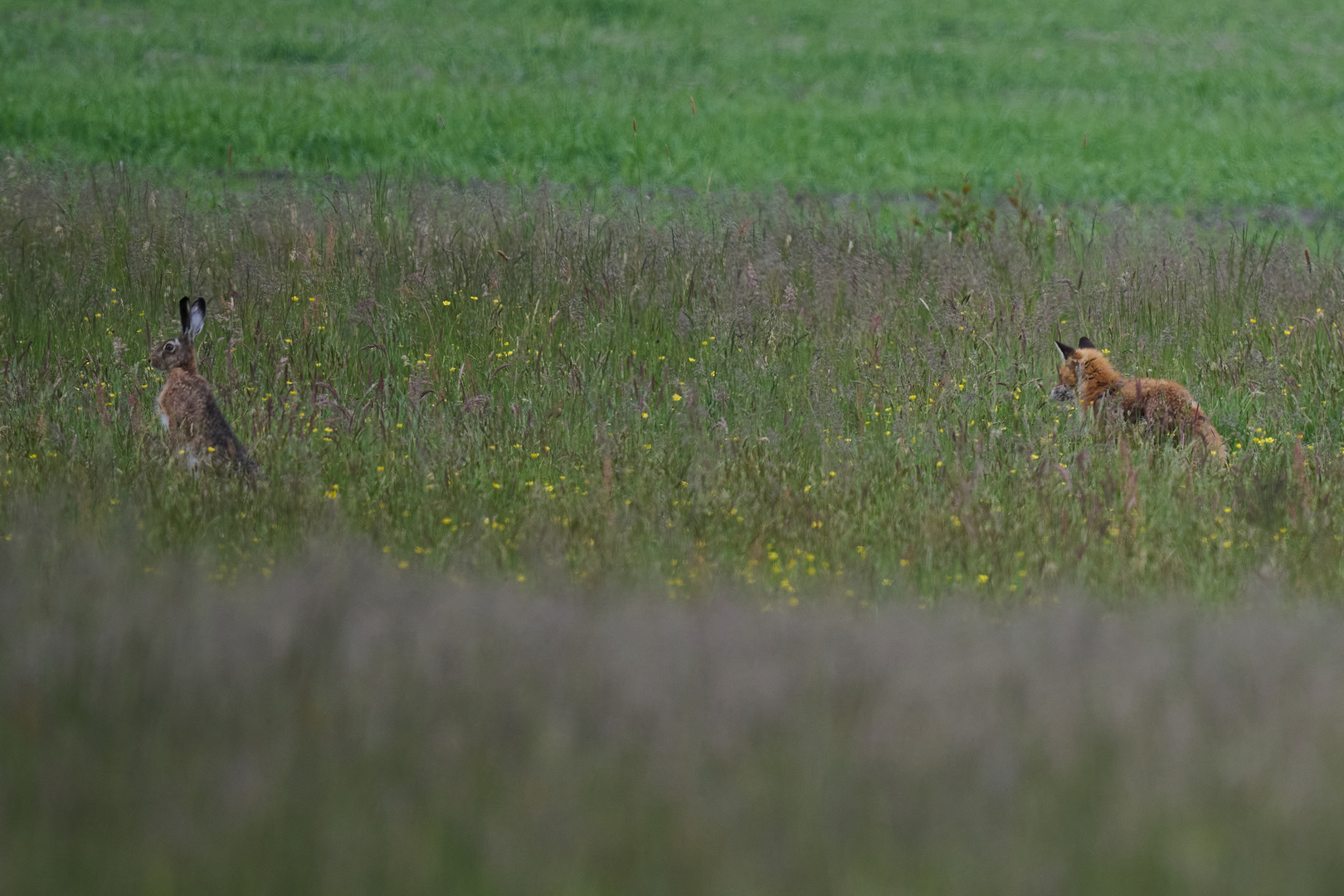 Fuchs und Hase