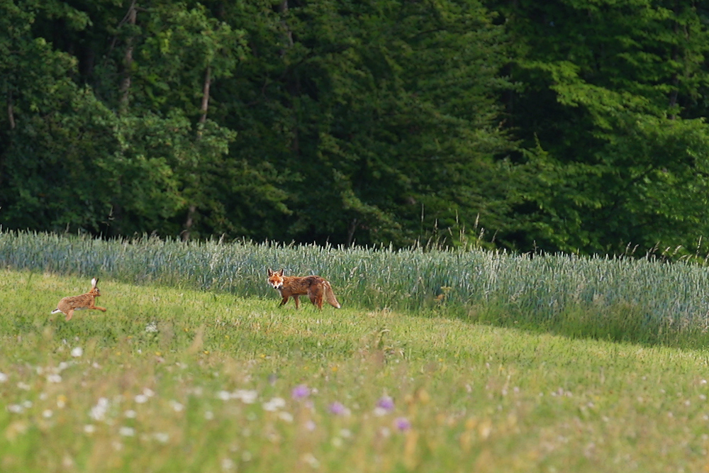 Fuchs und Hase