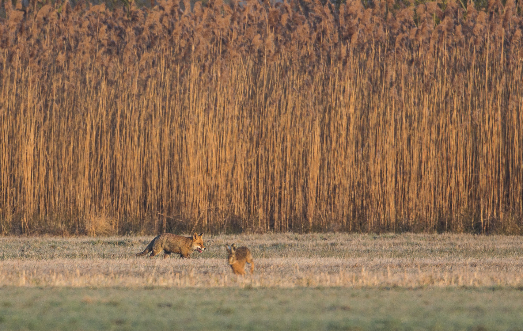 Fuchs und Hase...