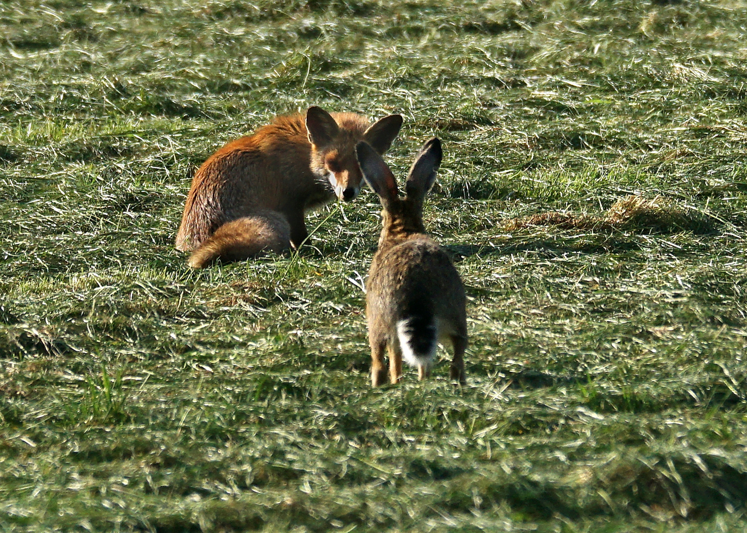 Fuchs und Hase   - Gute Nacht - (2)