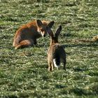 Fuchs und Hase   - Gute Nacht - (2)