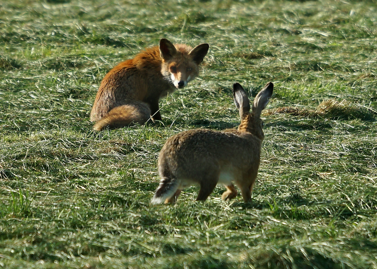 Fuchs und Hase   - Hallo Nachbar -(1)