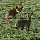 Fuchs und Hase   - Hallo Nachbar -(1)