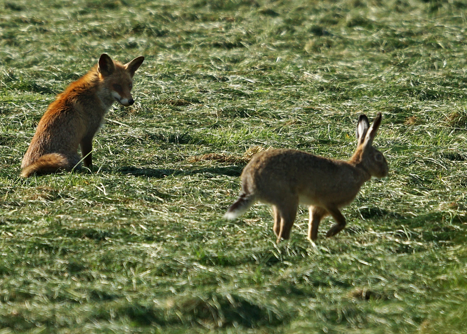 Fuchs und Hase - und tschüss -(3) Foto &amp; Bild | tiere, wildlife ...