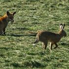 Fuchs und Hase    - und tschüss -(3)