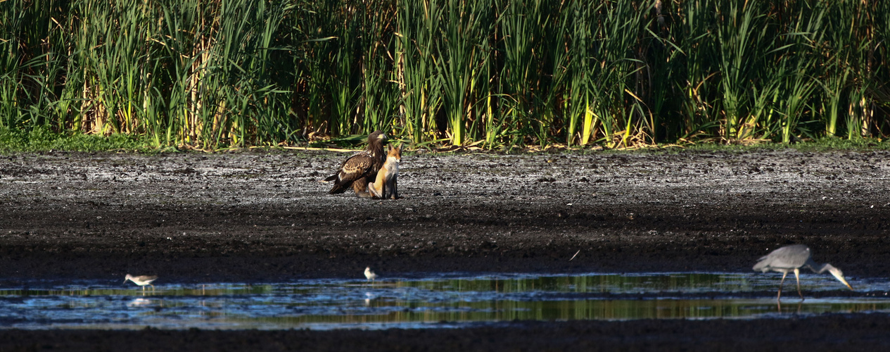 Fuchs und Hase war gestern.....Doku