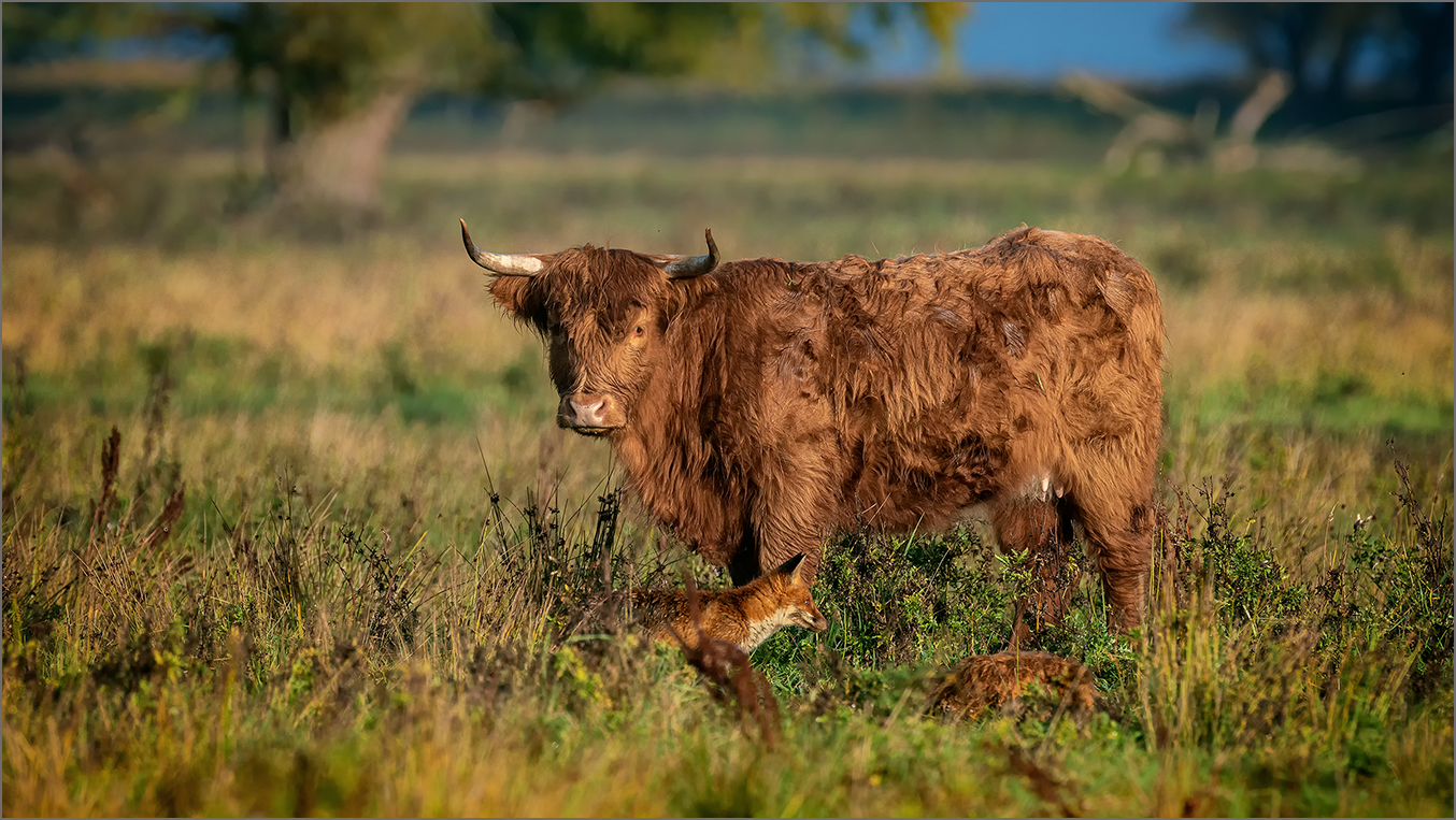 Fuchs und Highland-Rind bewachen das tote Kalb. 