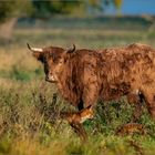 Fuchs und Highland-Rind bewachen das tote Kalb. 