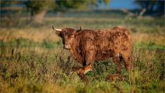 Fuchs und Highland-Rind bewachen das tote Kalb. 