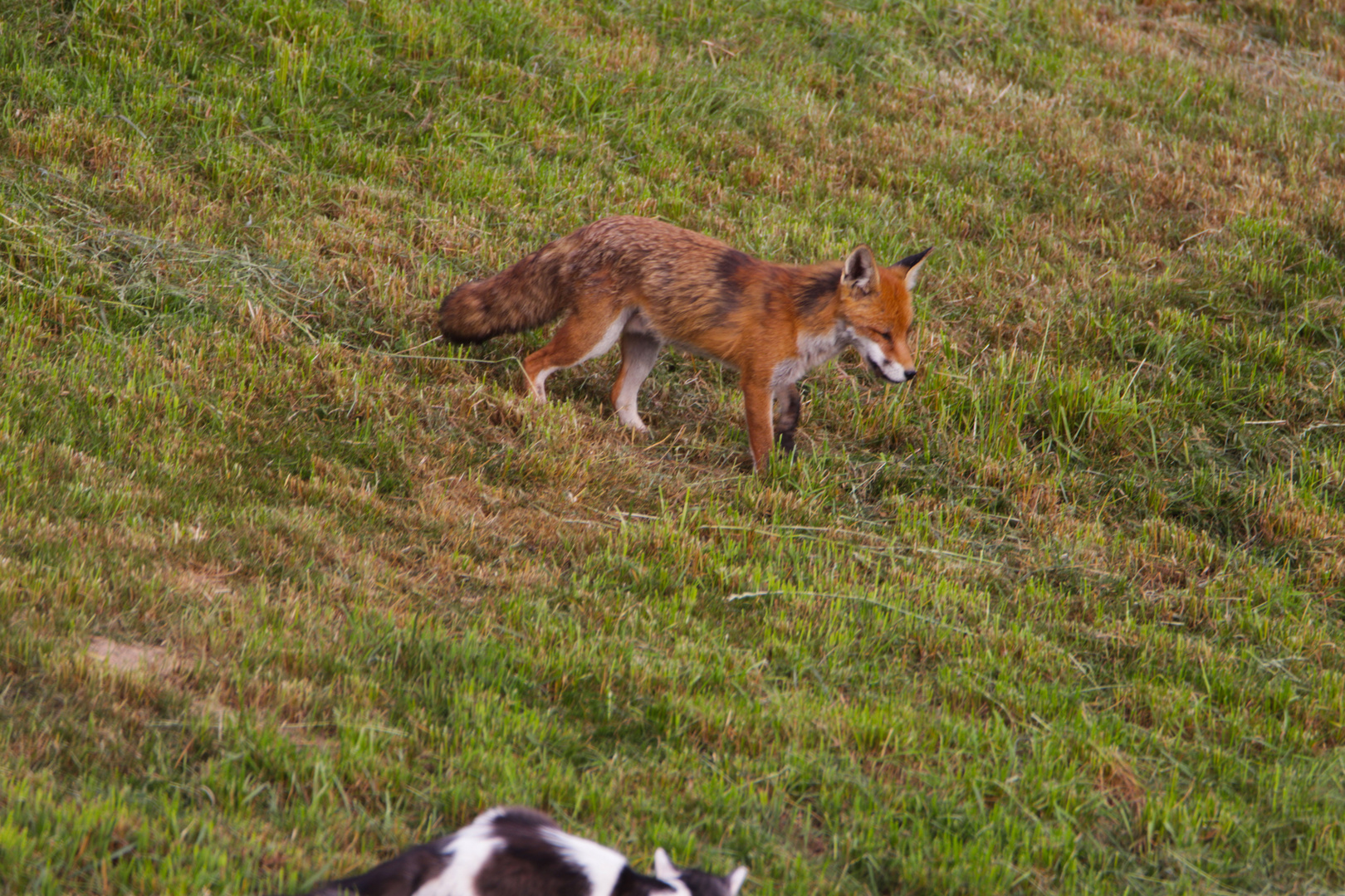 Fuchs und Kater - Und ärgern