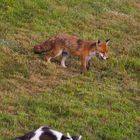 Fuchs und Kater - Und ärgern