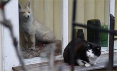 Fuchs und Katz  ... in Stuttgart