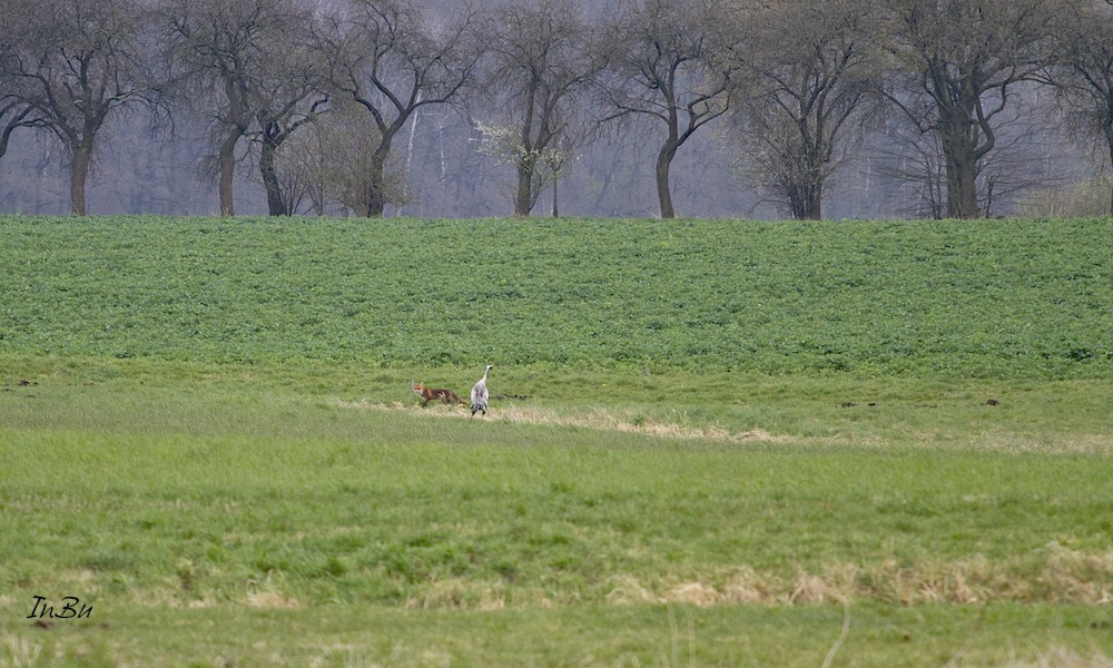 Fuchs und Kranich