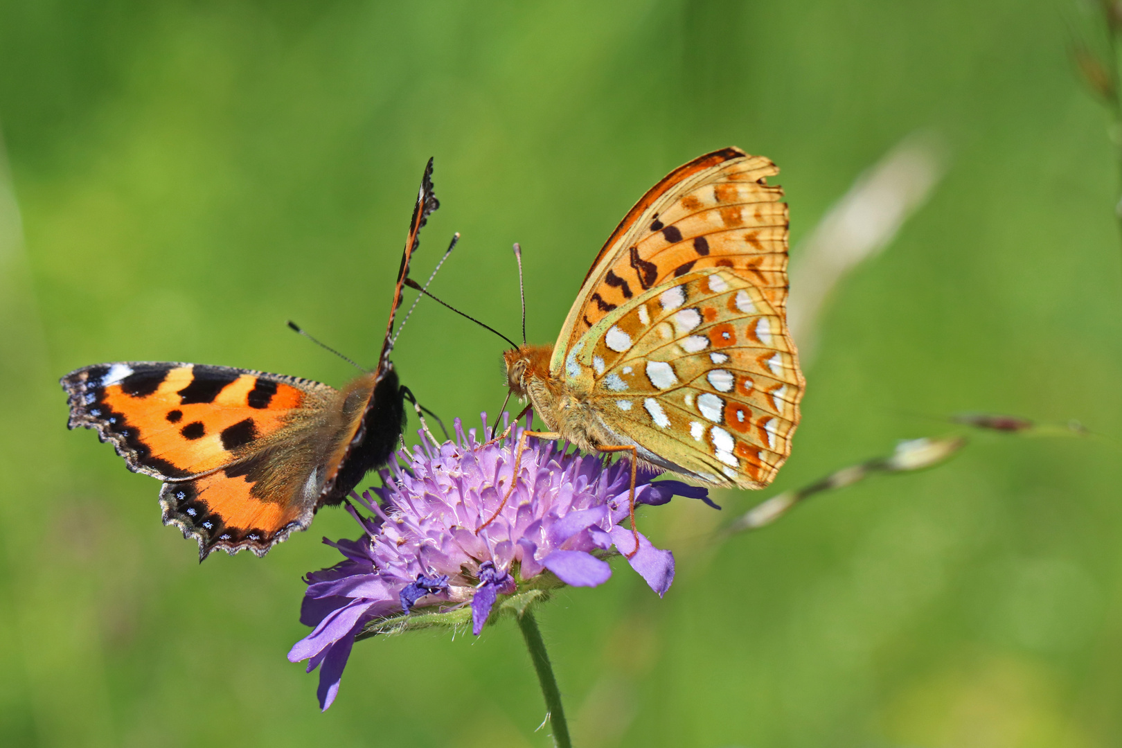 Fuchs und Perlmuttfalter