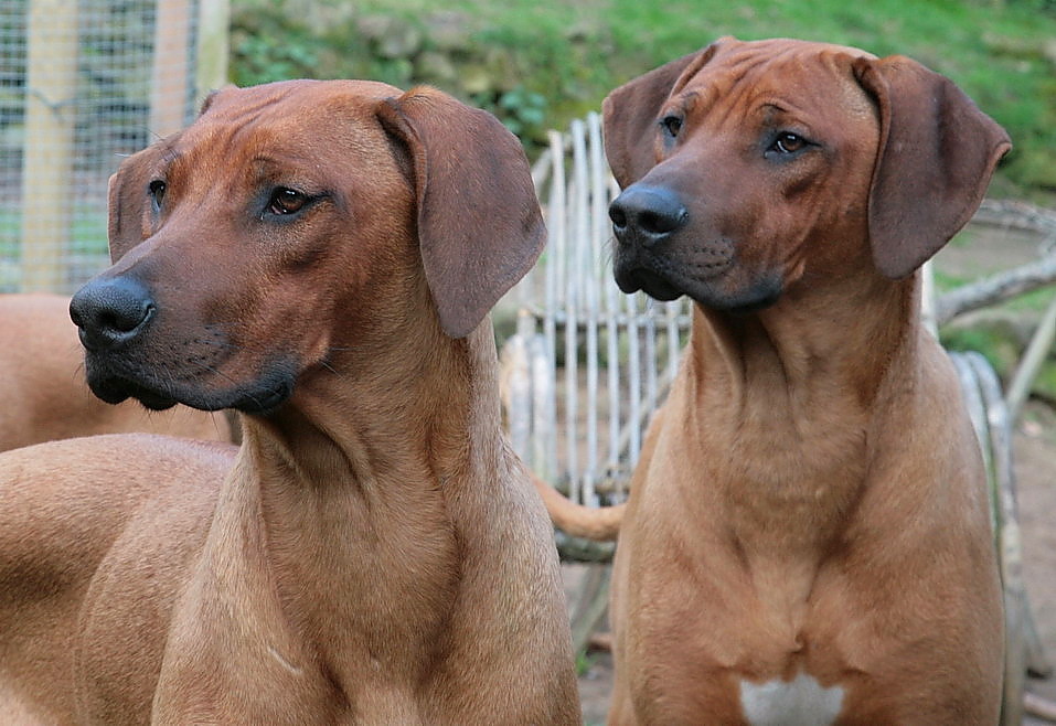 fuchs und pfötchen -bruder u schwester