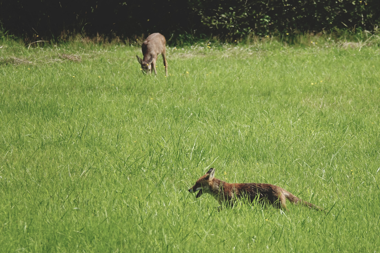 FUCHS UND REH