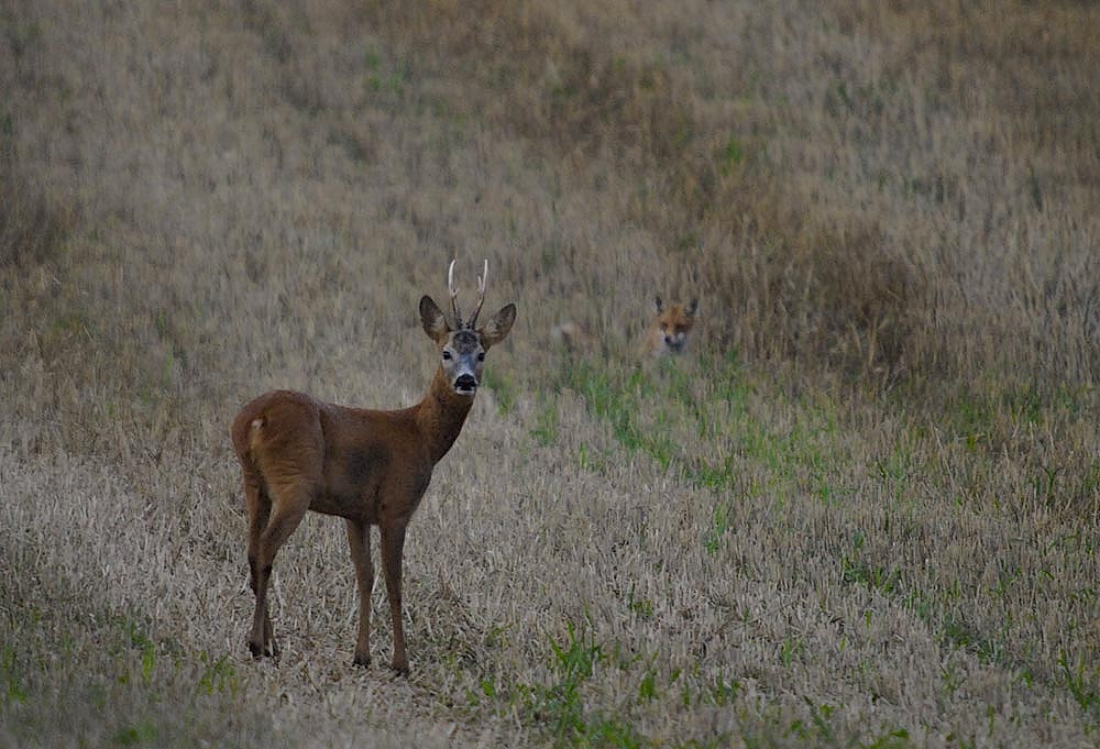 Fuchs und Reh . . . Foto &amp; Bild tiere, wildlife