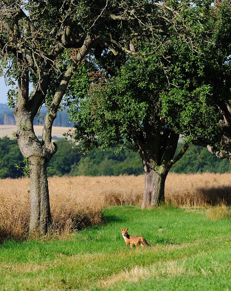 Fuchs und Steinkauz