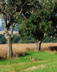 Fuchs und Steinkauz