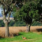 Fuchs und Steinkauz