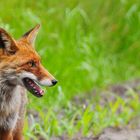 Fuchs unterwegs