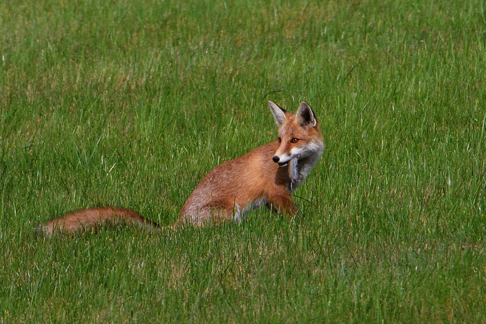 Fuchs " verspeist " seine Beute 