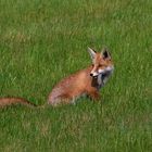 Fuchs " verspeist " seine Beute 