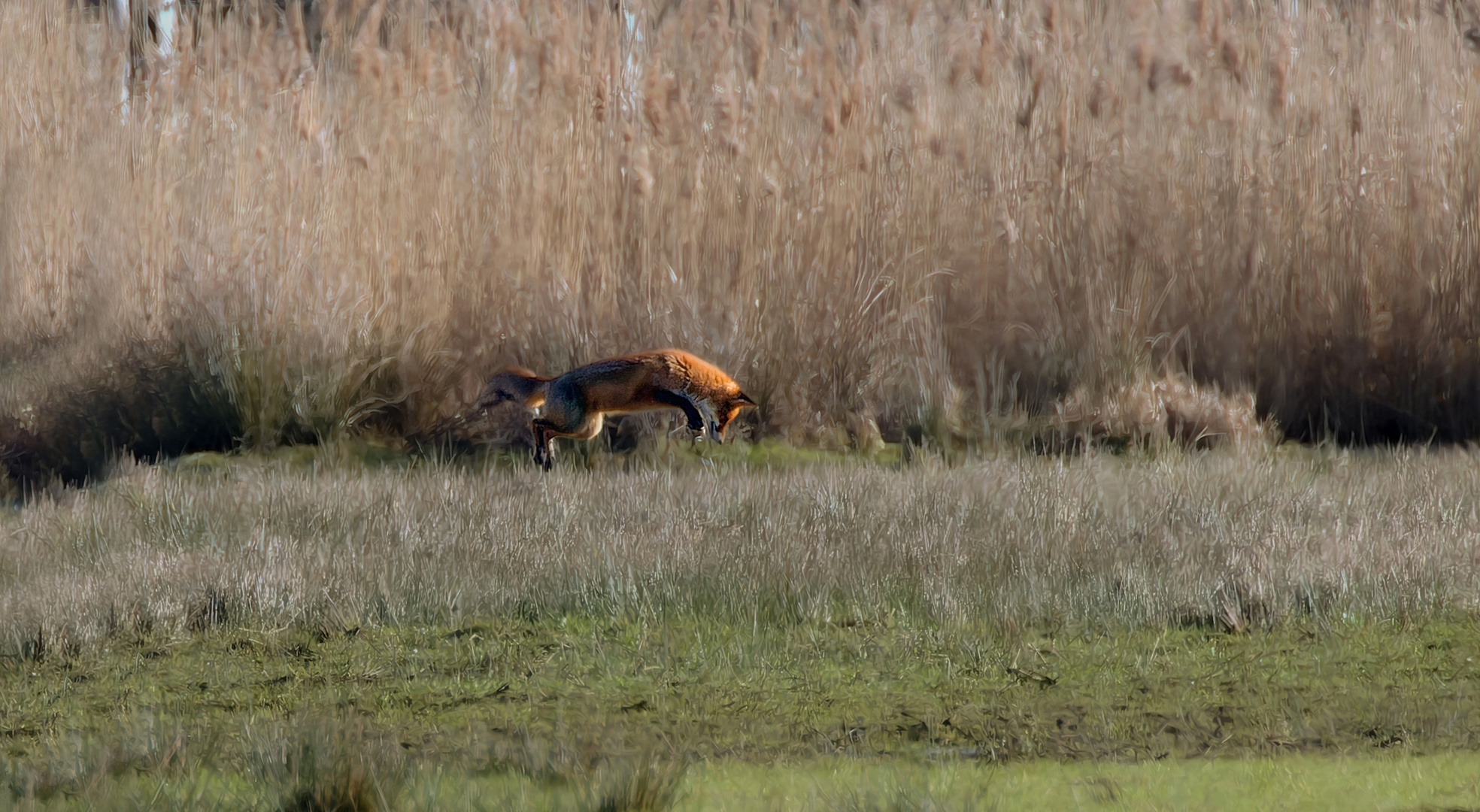 Fuchs versucht Beute zu machen .  .  .